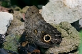 BRASSOLIDAE, Caligo eurilochus